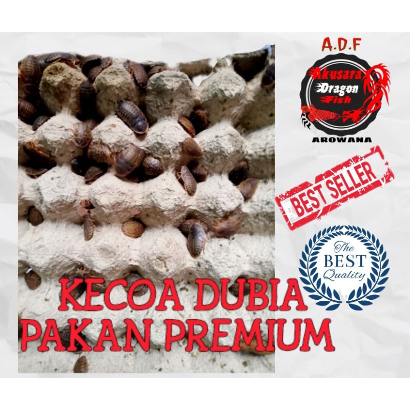 kecoa dubia / kecoa dubia pakan ikan dll 3-3,5cm