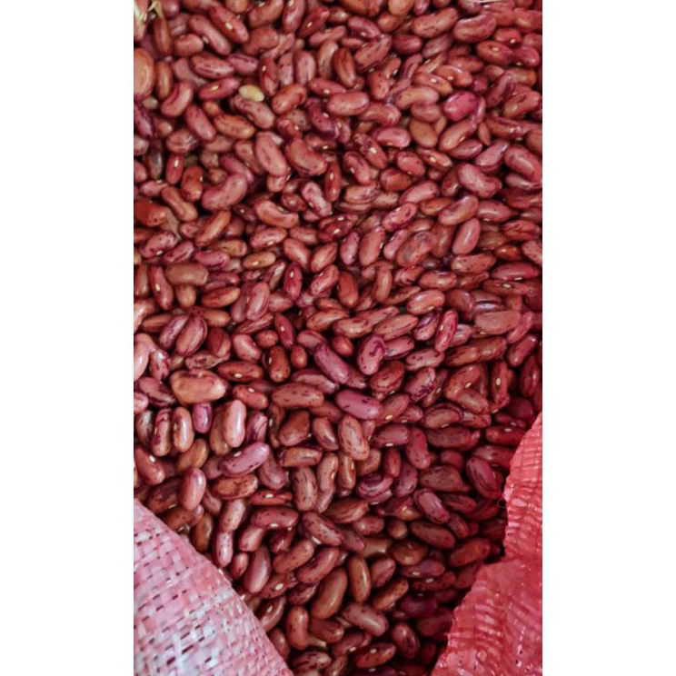 

Big Sale Kacang Merah / Kacang Jogo 1 KG Ukuran Besar Premium Dijamin Fresh!!! Baru