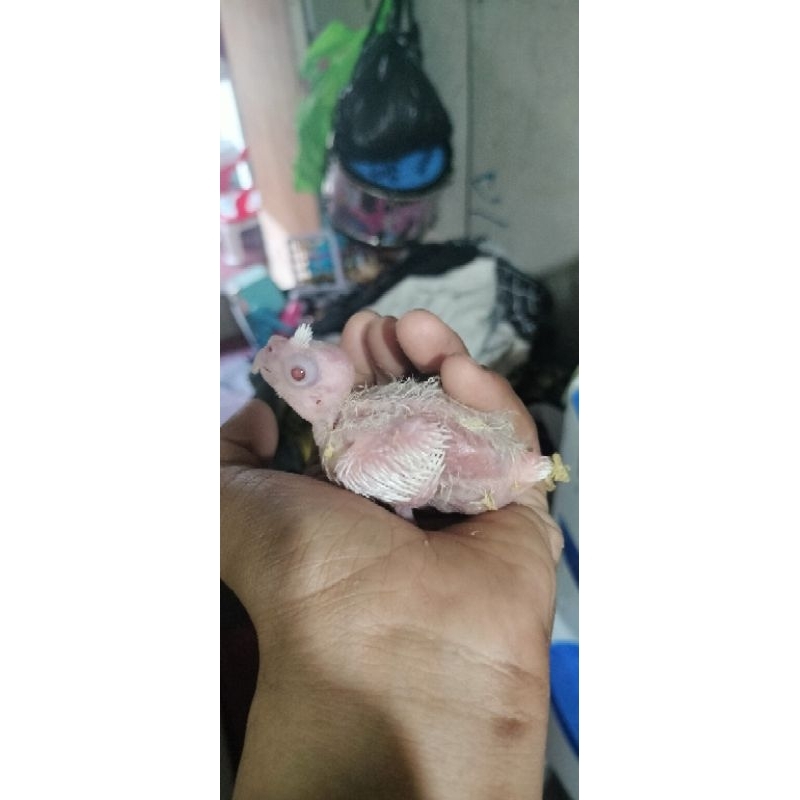 lolohan parkit Australia falk jinak lucu