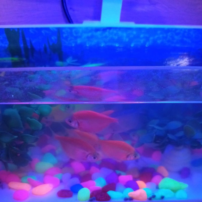 Ikan goldfish tetra tulungagung