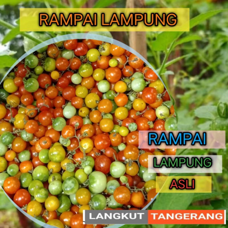 

RAMPAI LAMPUNG KUALITAS SUPER (STANDAR PACKING AMAN : TIN WALL + KARDUS + BUBBLE WRAB)