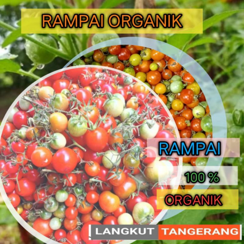 

rampai lampung organik (standar packing shoppe: tin wall + kardus +bubble wrap)