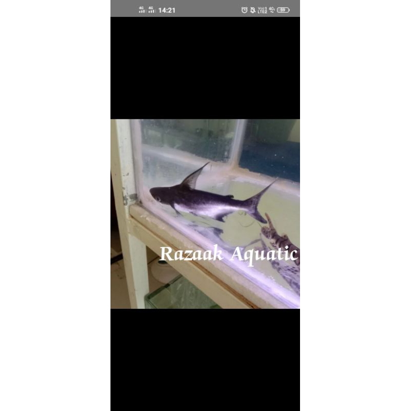 Ikan hiu air tawar gengiskan hiu air tawar