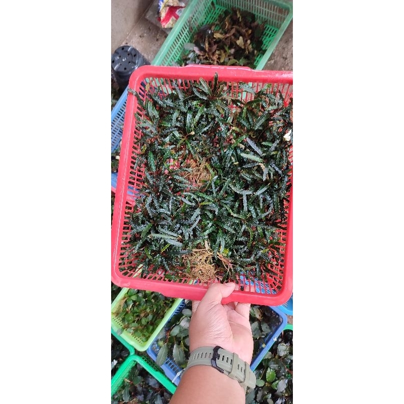 bucephalandra