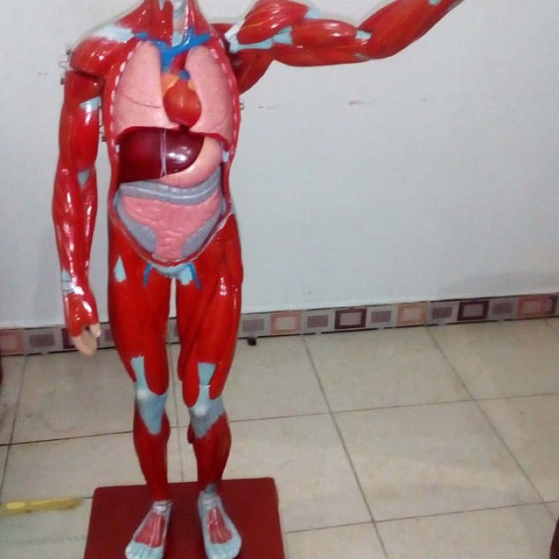 PERAGA PENDIDIKAN Model OTOT MANUSIA, manekin otot, phantom model otot, boneka otot