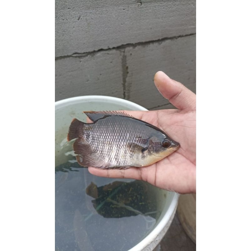bibit ikan Gurame Soang