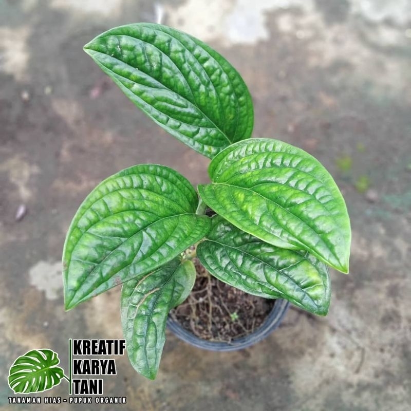 Tanaman monstera sirih badak - Sirih badak monstera sirih badak