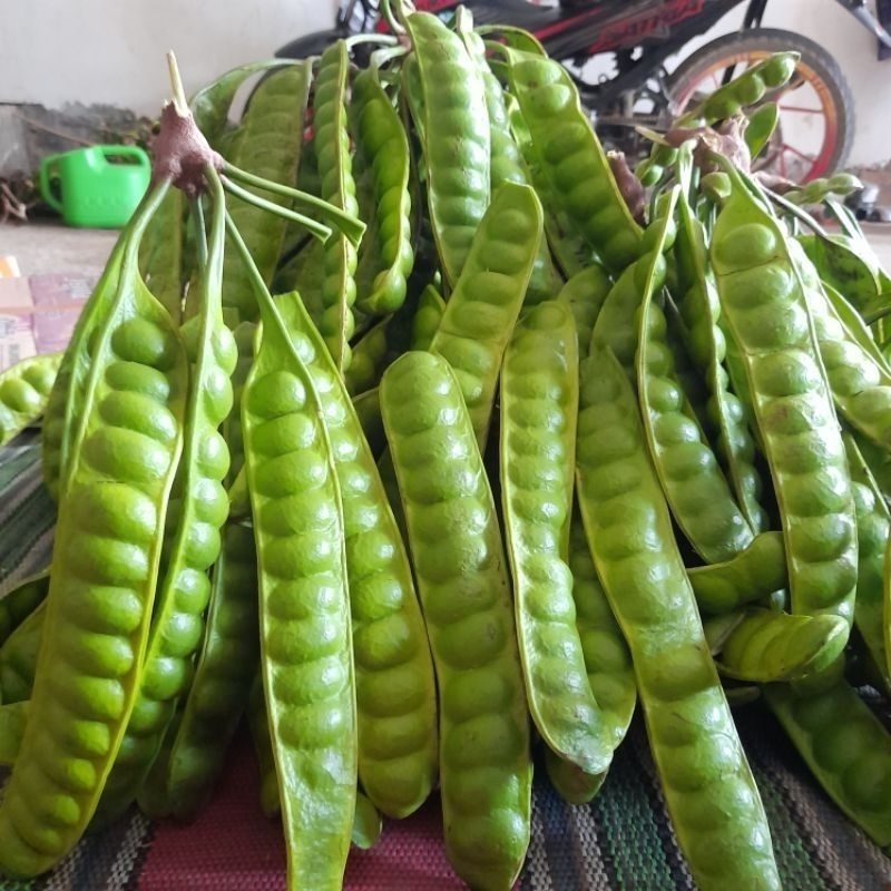 

PETE 5 PAPAN SEDANG FRESH