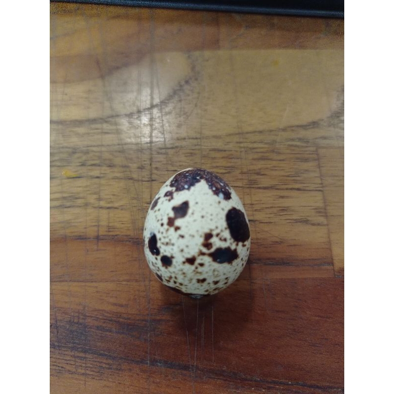miniatur telur burung puyuh