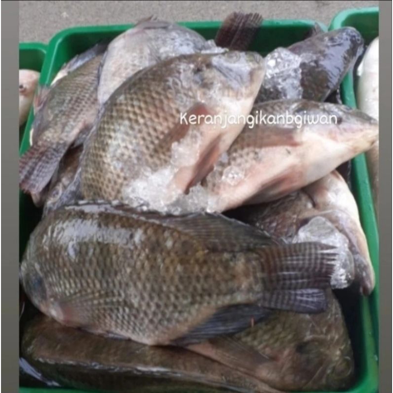 

Ikan mujaer segar harian 1kg (bukan frozen) free dibersihkan gratis minyak goreng 1liter