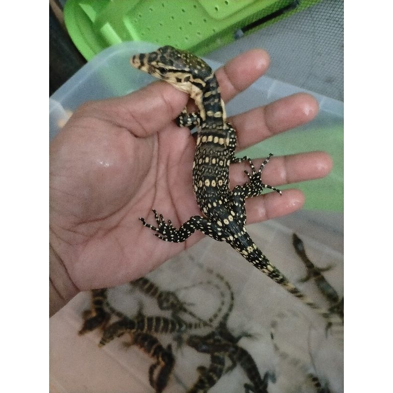 foto Salvator sumbawa