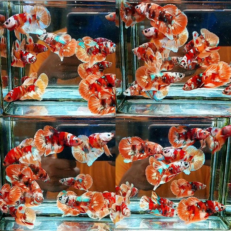 Nemo candy gold ( M )