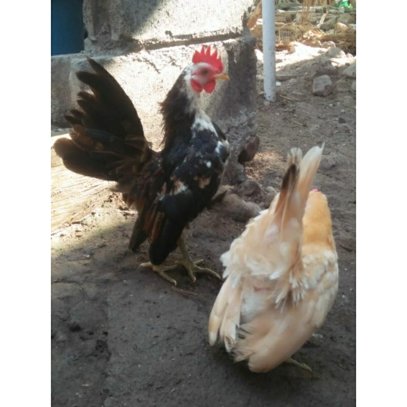 ayam Serama muda