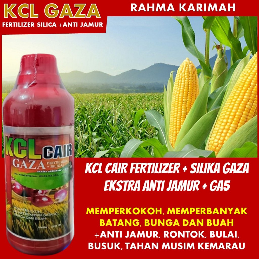 Inovasi Terkini: Pupuk Kalsium Cair Pelebat Jagung KCL GAZA isi 500 ML - Solusi Anti Bulai dan Ronto