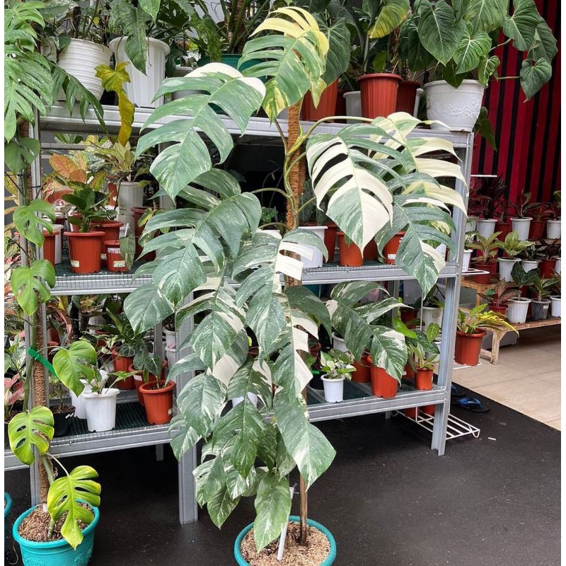 monstera Epiprenum varigata mewah VARIAN JUMBO