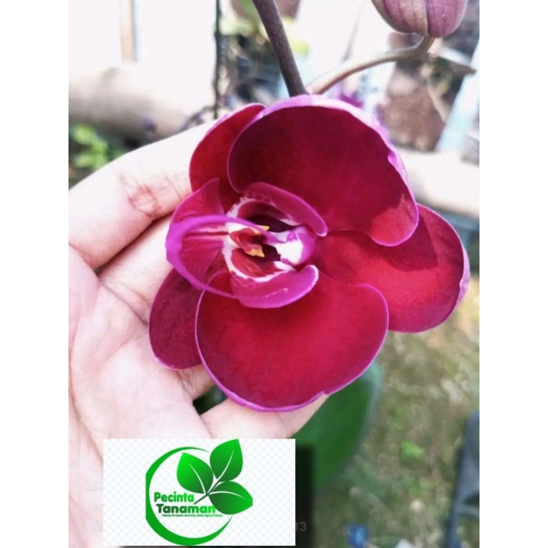 anggrek Dendrobium bunga red