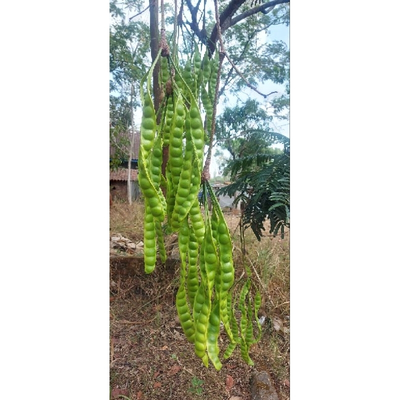 

pete pretelan isi rendem pete 10 lonjor