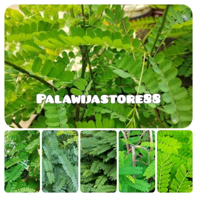 Daun saga segar herbal daun saga organik