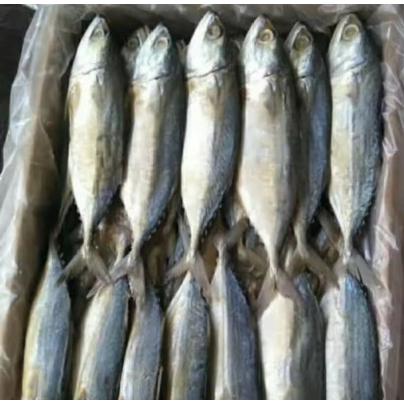 

ikan peda putih 250 gr