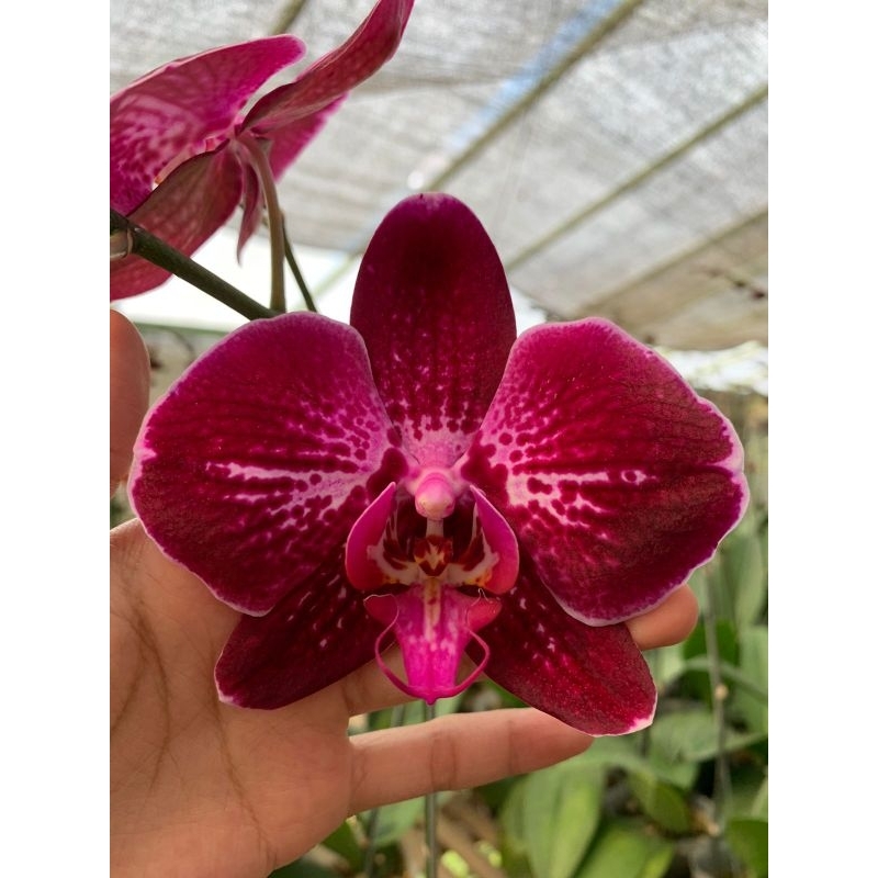 anggrek bulan mekar knop