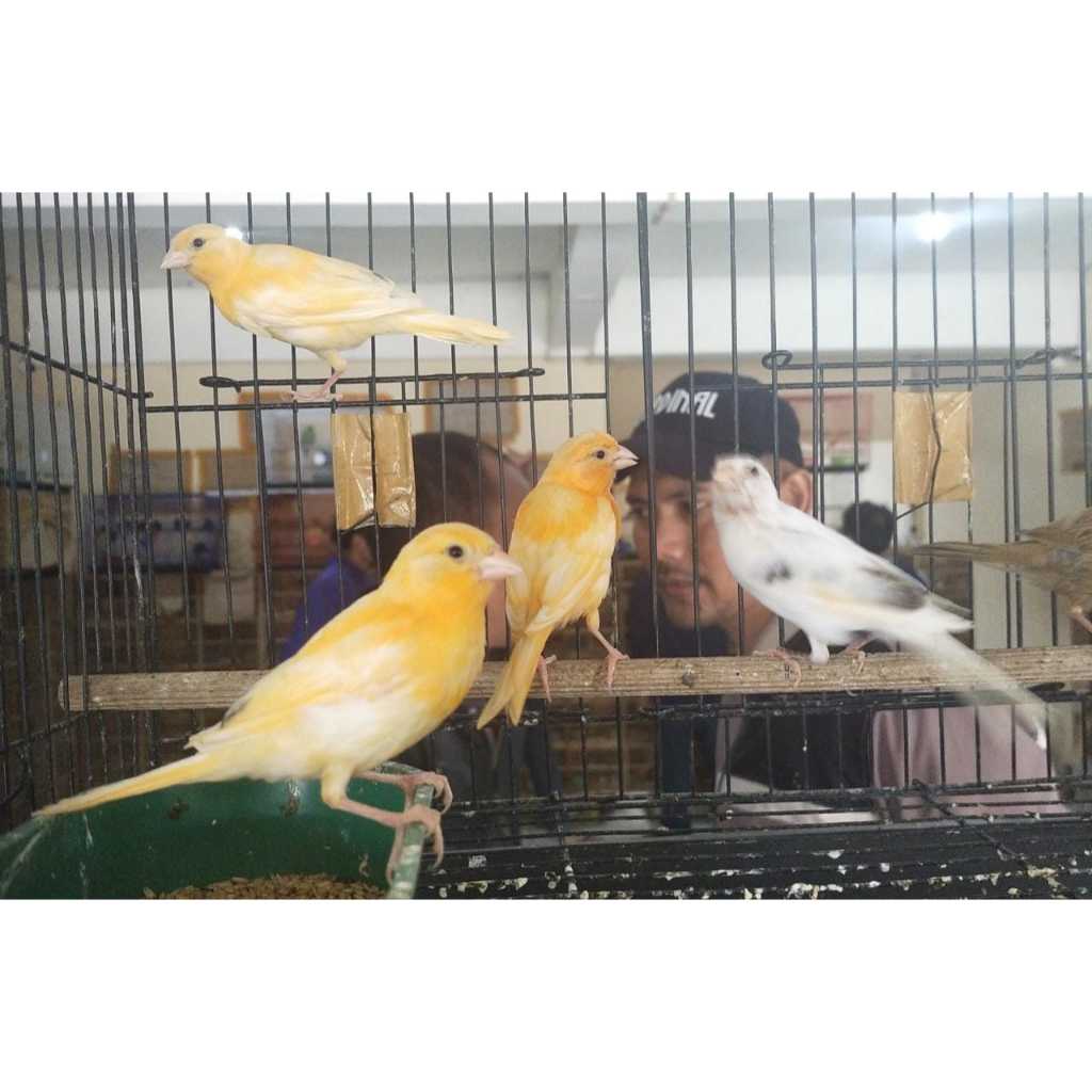 Kenari Loper panda Tangerang