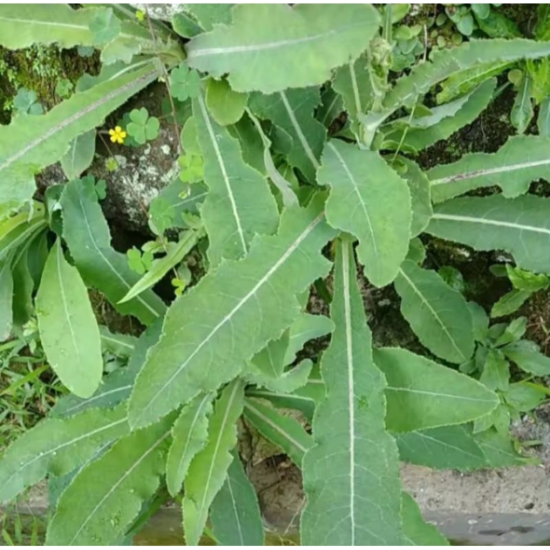 

daun tempuyung segar 250gr