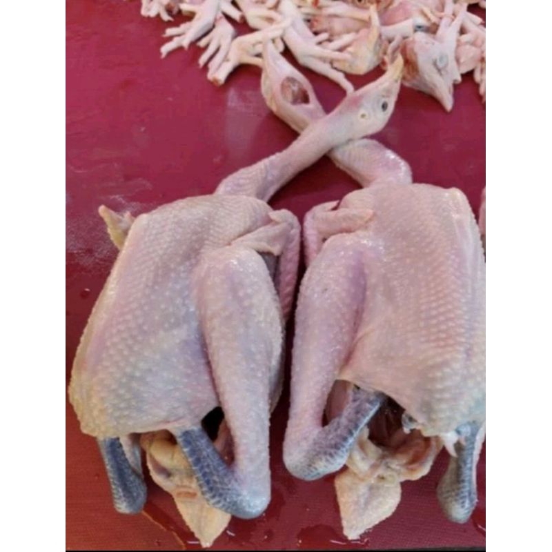 

ayam kampung asli 800 gr ~1 kg