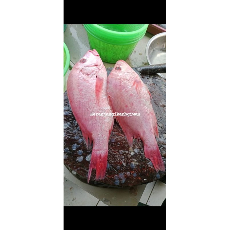 

Ikan kakap merah segar 1kg isi 1/2 (bukan frozen) free minyak goreng 1 liter