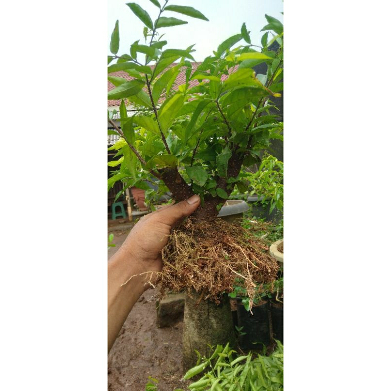 Bahan Bonsai Anting Putri Mame