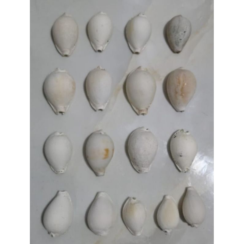 cangkang kuwuk putih size sedang (isi 1 pcs)