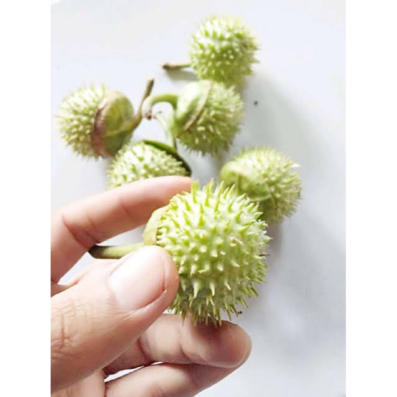 

Buah Kecubung Wulung / Kecubung Wulung per 5pcs