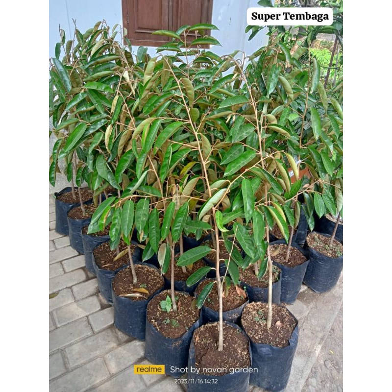bibit durian super tembaga bangka | durian super tembaga bangka valid | tinggi 1 meter