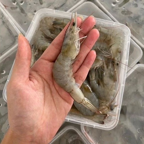 

Udang Vaname Fresh Size 50-60