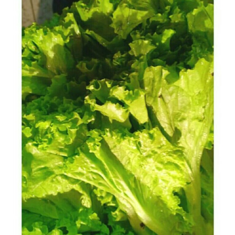 

✨ selada keriting 1kg