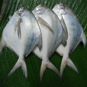 

Ikan bawal putih frozen beku size (300-400) gram kemasan 1kg isi 3 ekor