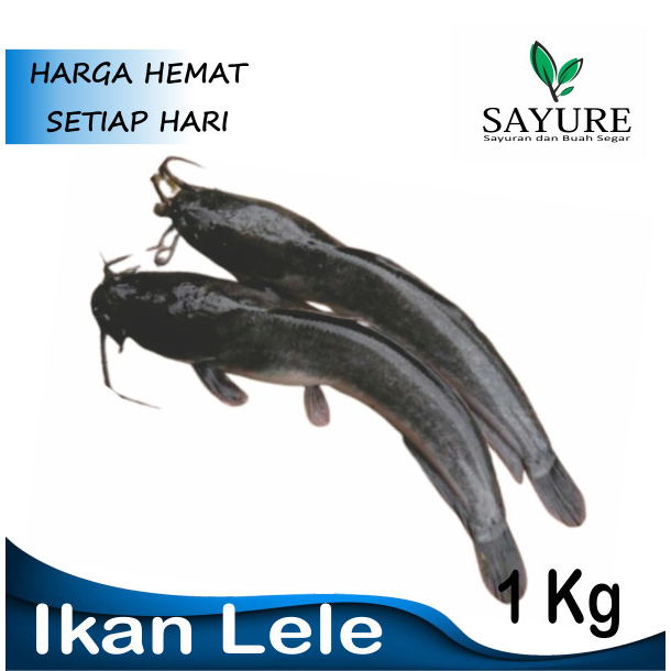 IKAN LELE SEGAR 1 KG