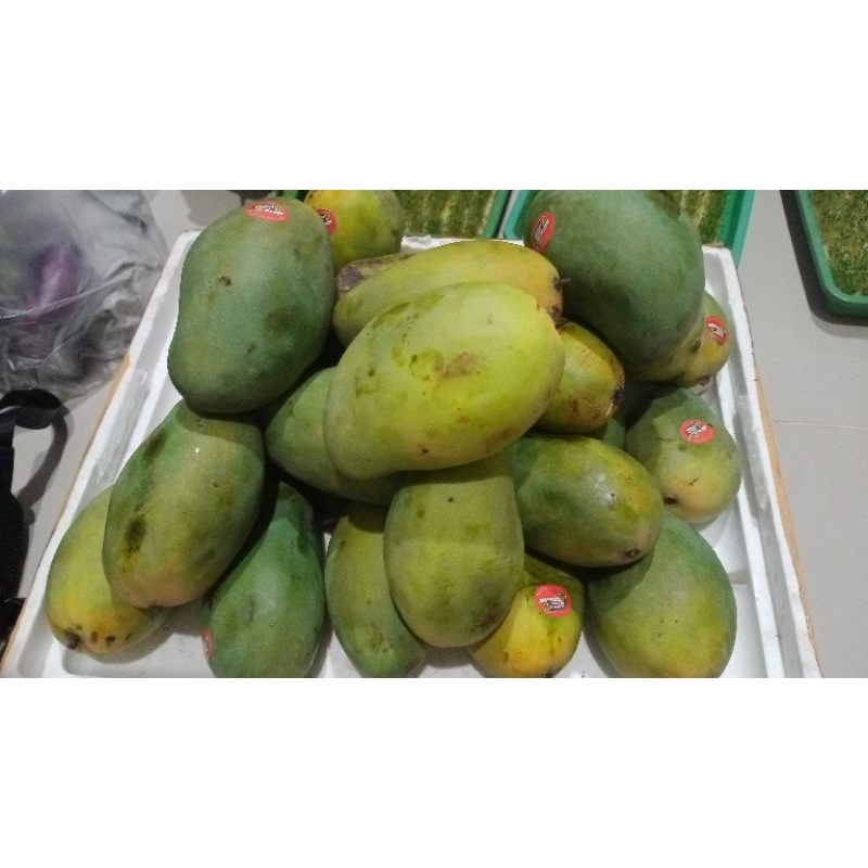 

Mangga Alpokat