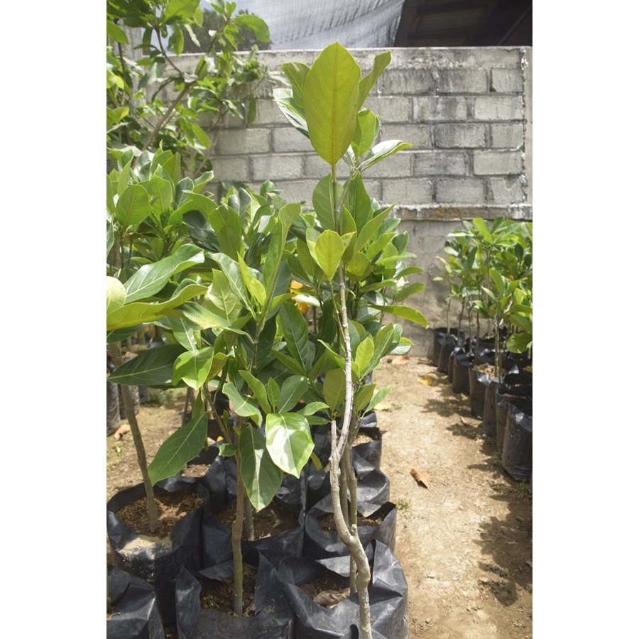 BIBIT NANGKA/BIBIT BUAH NANGKA/BIBIT BUAH NANGKA BERKUALITAS/BIBIT NANGKA SUPER