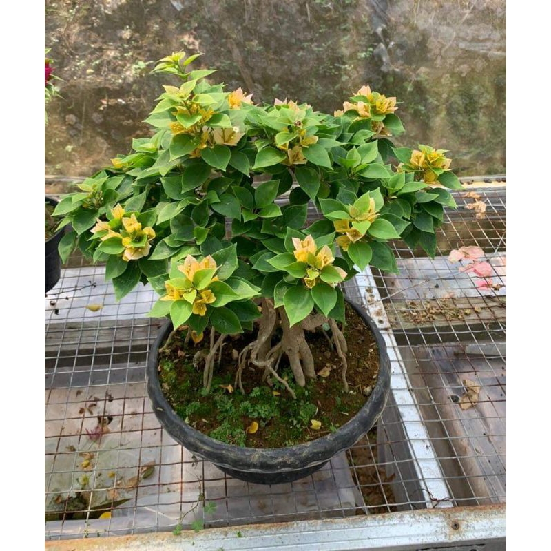 bunga bougenville - Singapore kuning