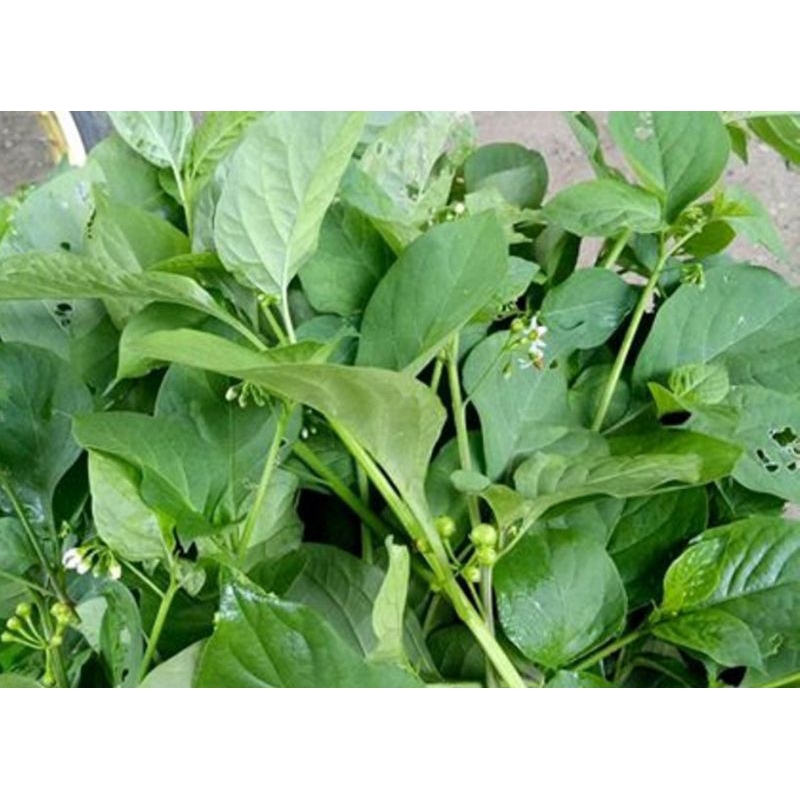 

Lalap Daun ranti segar petik langsung@250gram