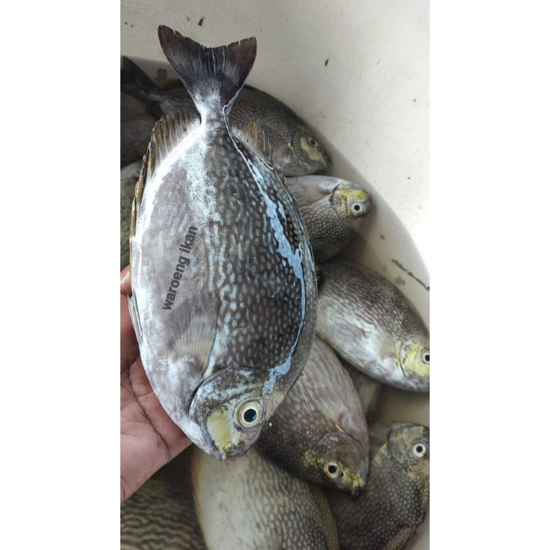 

Ikan baronang Segar 1kg isi 4 5