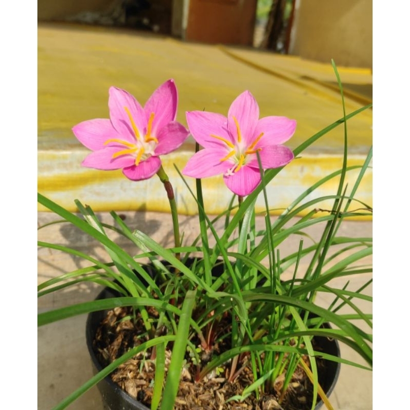 Rainlily Zephyranthes Grandiflora