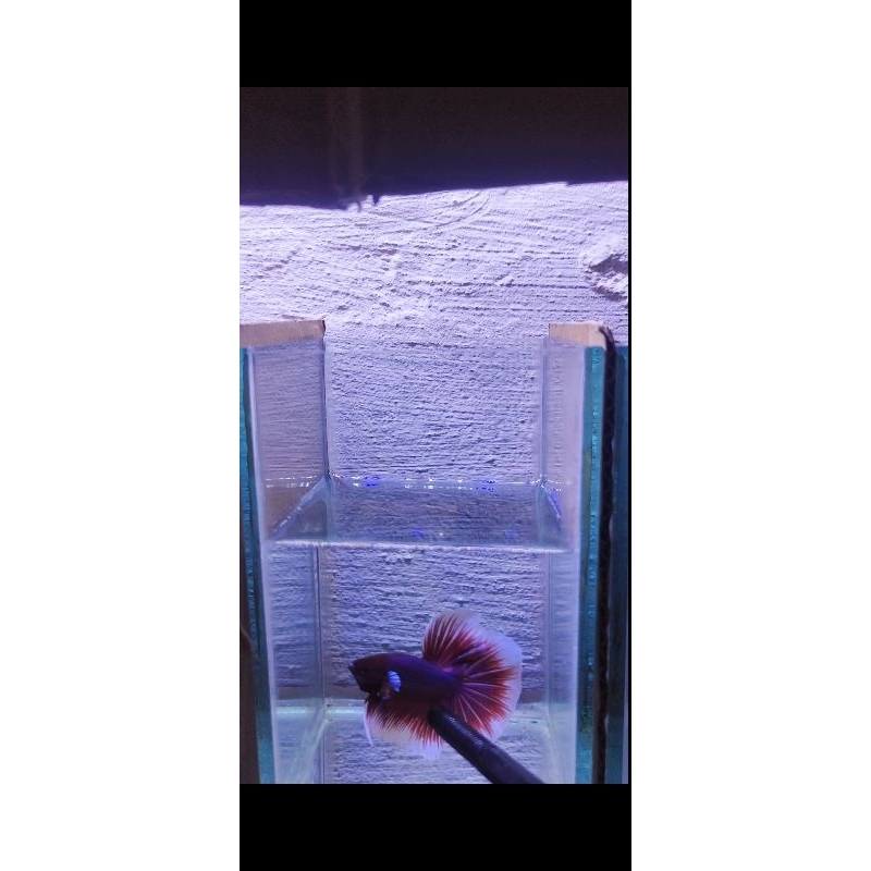 cupang Halfmoon lavender ukuran L