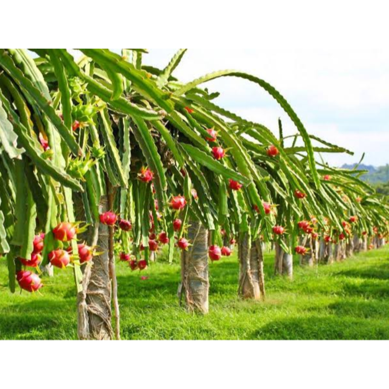 

Buah Naga (Dragon Fruit) Merah Grosir Langsung Dari Kebun