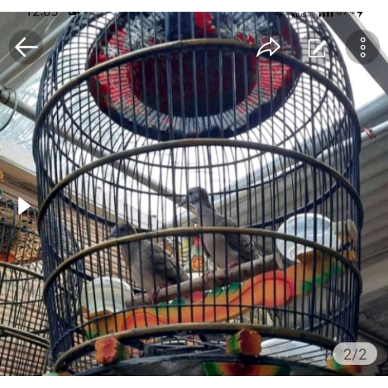 bangkok perkutut(sepasang)