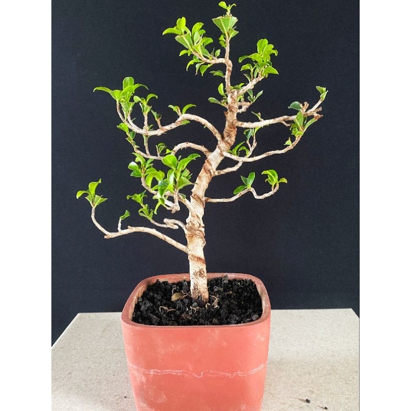 Bonsai Ficus Elegant