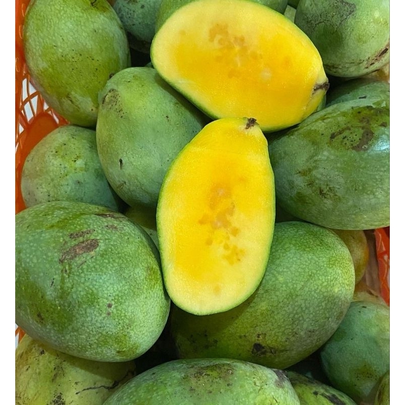 

Mangga ( Pelem ) Madu Segar Fresh From Kebun Di Desa kami | mangifera indica