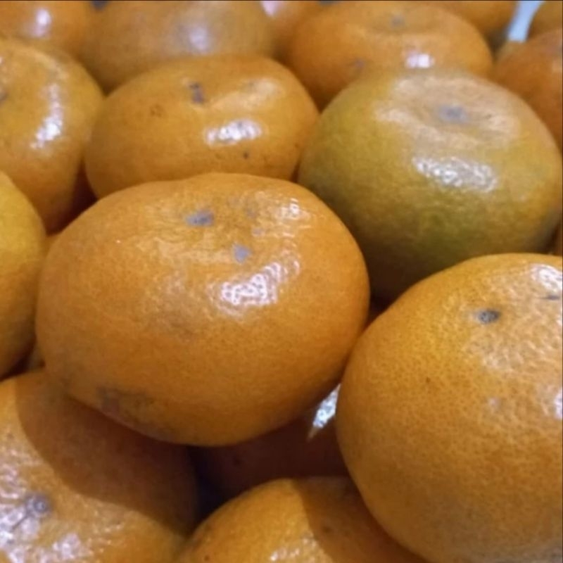 

BUAH JERUK MANIS| JERUK MEDAN 1 KG
