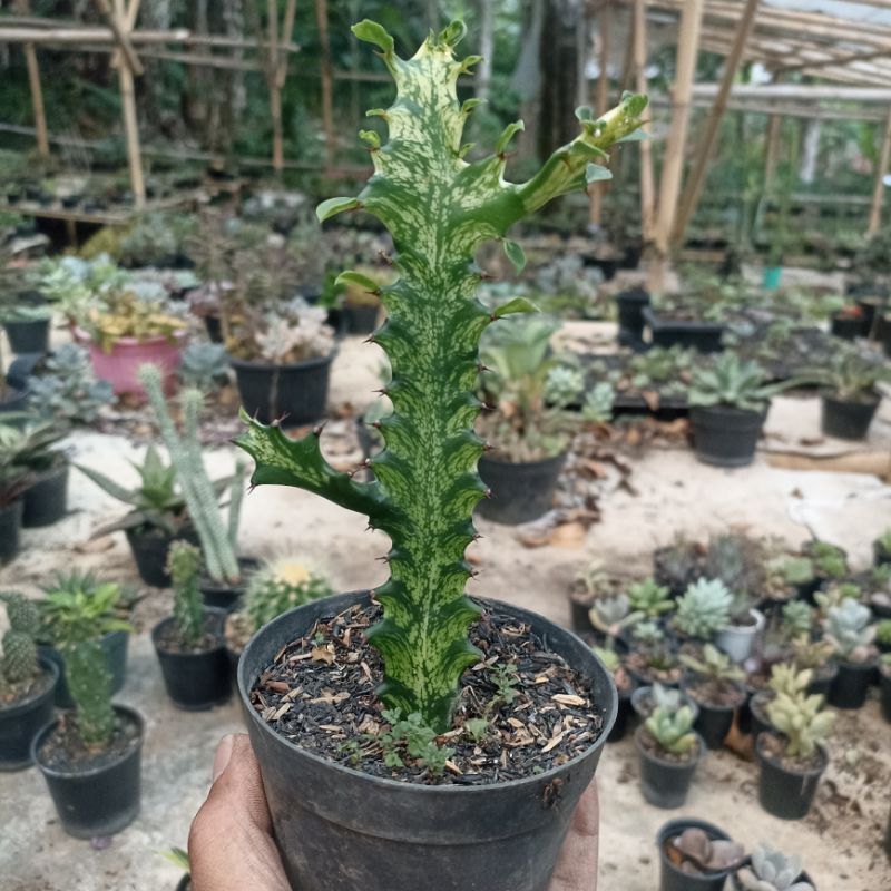euphorbia lactea variegata / mayurnathanii