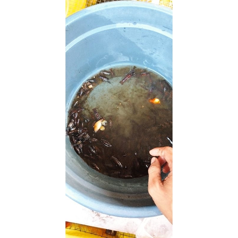 bibit lobster air tawar konsumsi 25 ekor